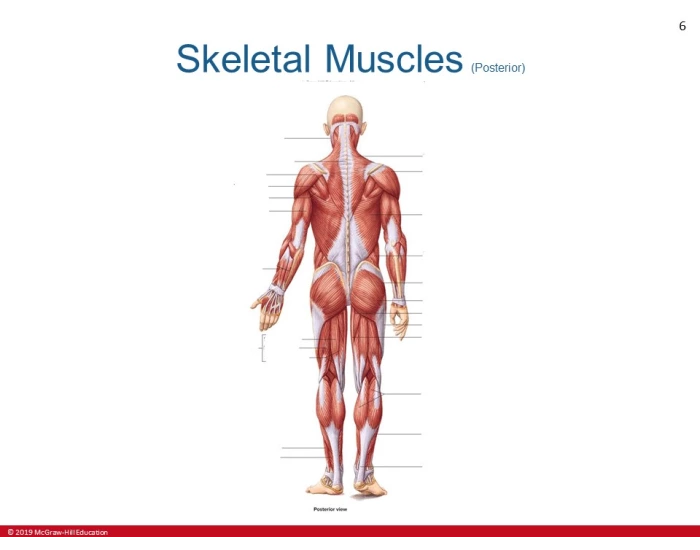 Skeletal Muscles Posterior Basic Printable Worksheet