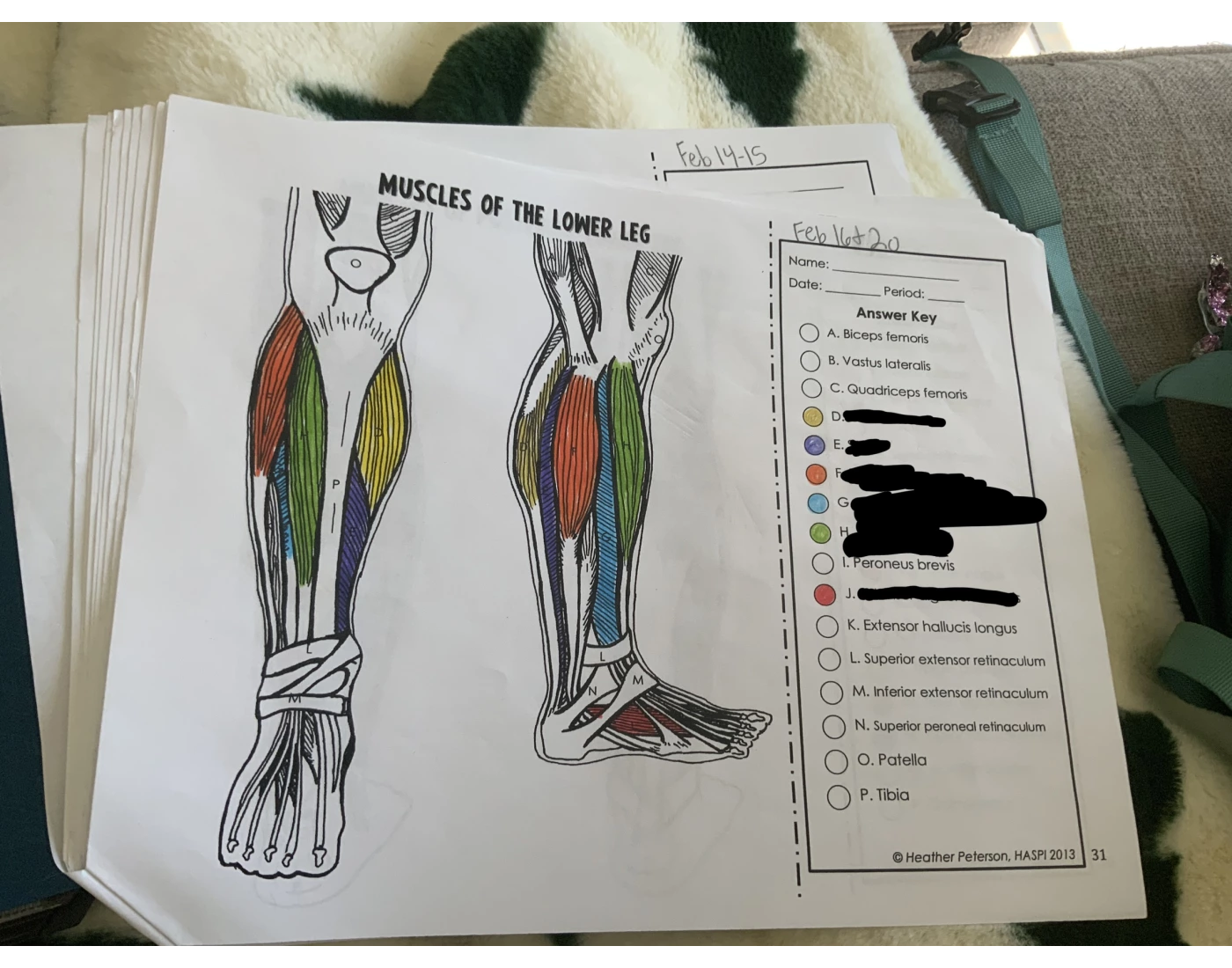 Muscles of the lower leg Quiz