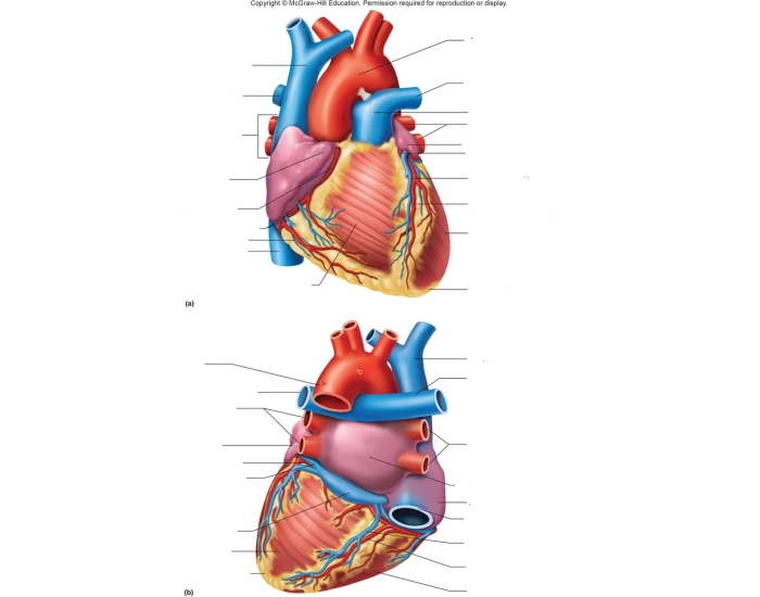the heart - external anatomy Quiz