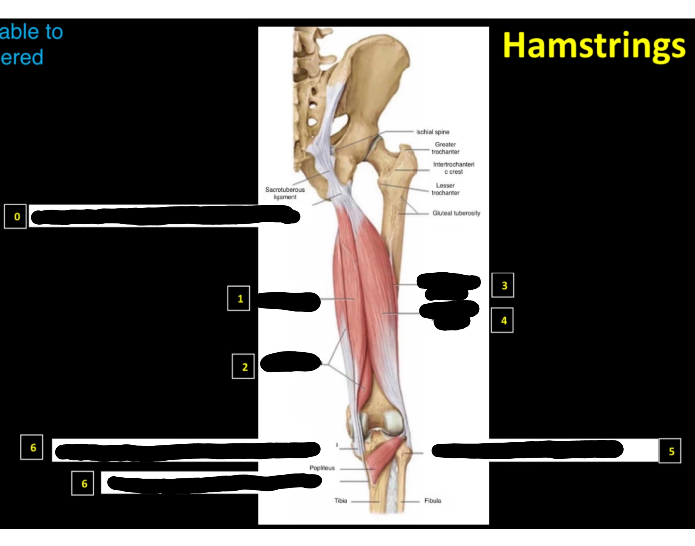 Hamstrings Quiz