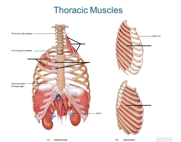 Thoracic Muscles (Simple) Quiz