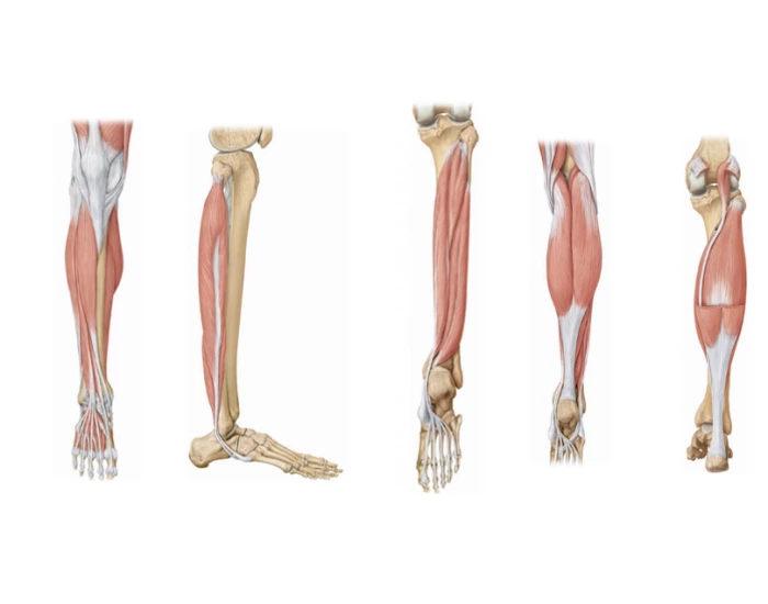 Tibial Rotation Muscles Anth 250 - Tibial and Fibular Muscles Quiz