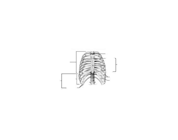Rib cage Game — Printable Worksheet