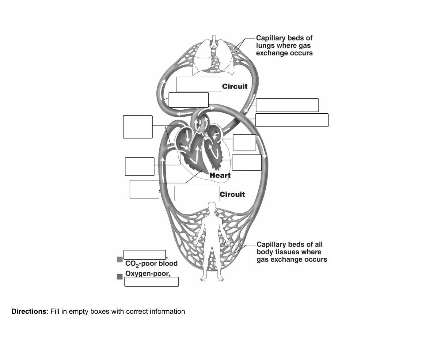 Lung And Heart Circuits Quiz lung-and-heart-circuits-quiz