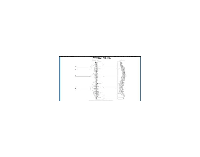 Axial Skeleton Quiz
