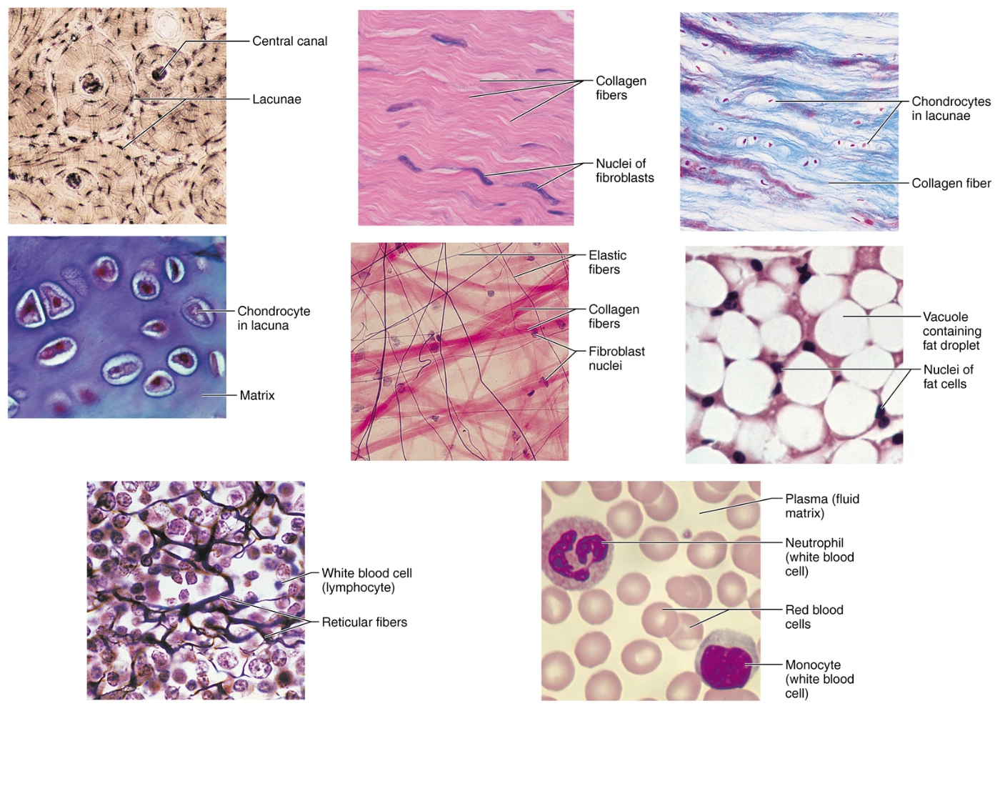 Identify Connective Tissues Ch3 Anatomy Sauer Quiz