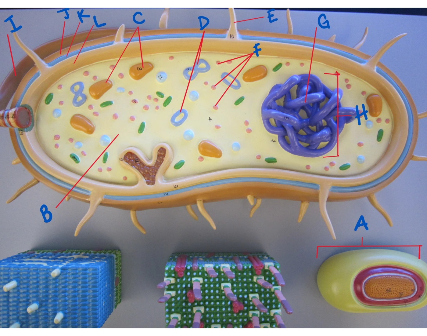 Bacterium Cell Model Bacteria cell model-Micro Quiz