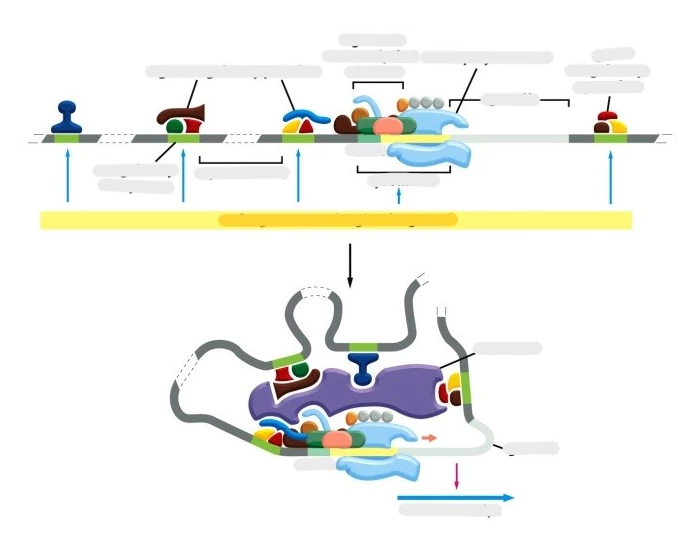 Control Region Dna control region gene X Quiz