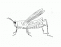 Grasshopper External Anatomy