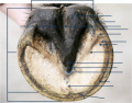 Parts of the Horse Hoof