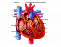 The Human Heart (latin)