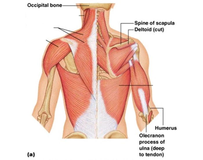 Posterior trunk muscle Quiz
