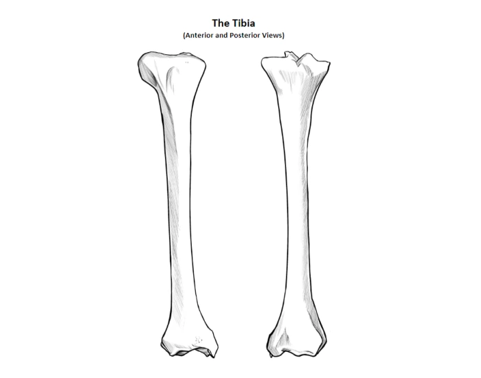 Tibia Starting View The Tibia (Anterior and Posterior Views) Quiz