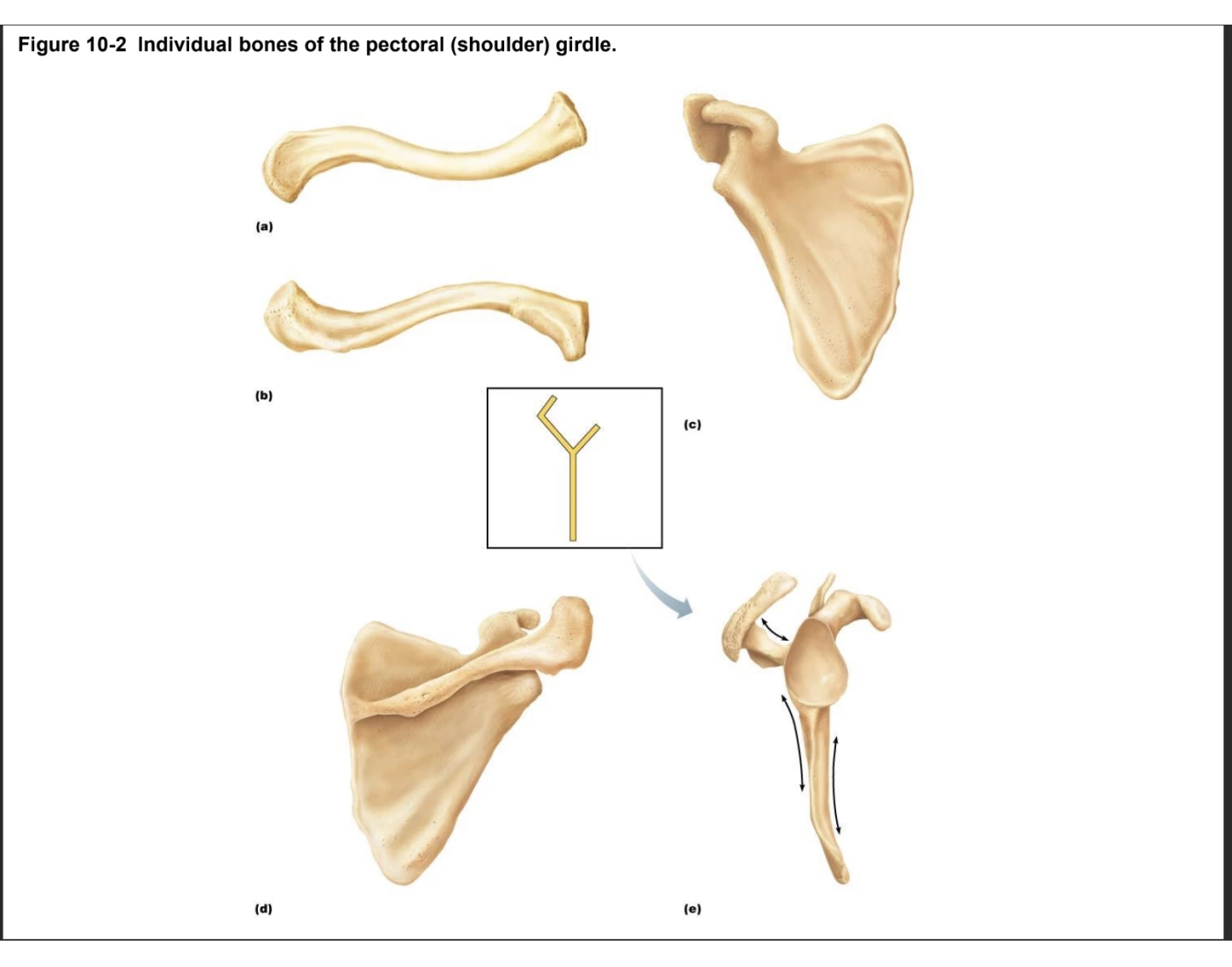 Bones of the Pectoral Girdle Quiz