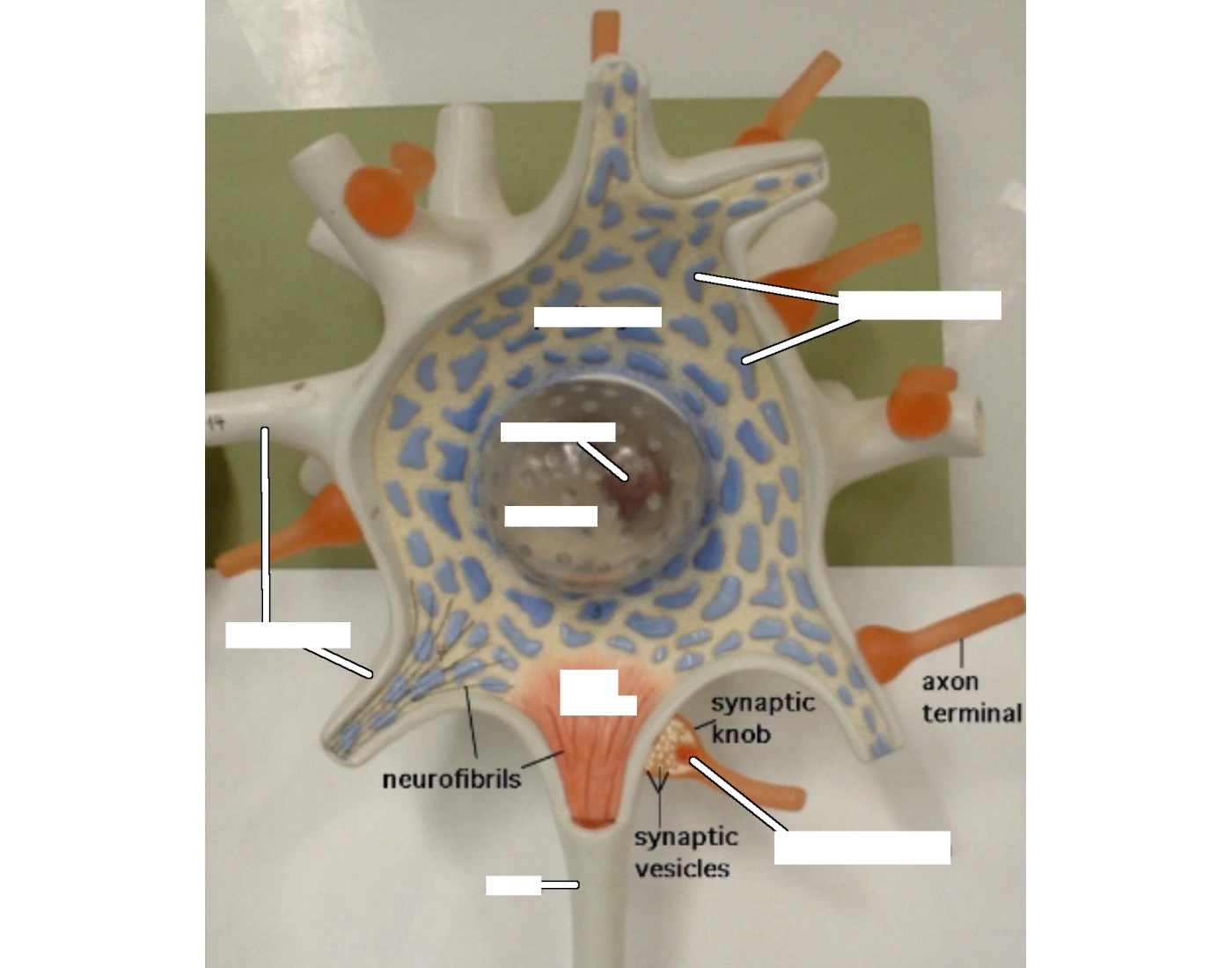 Structure of Neuron Label Quiz