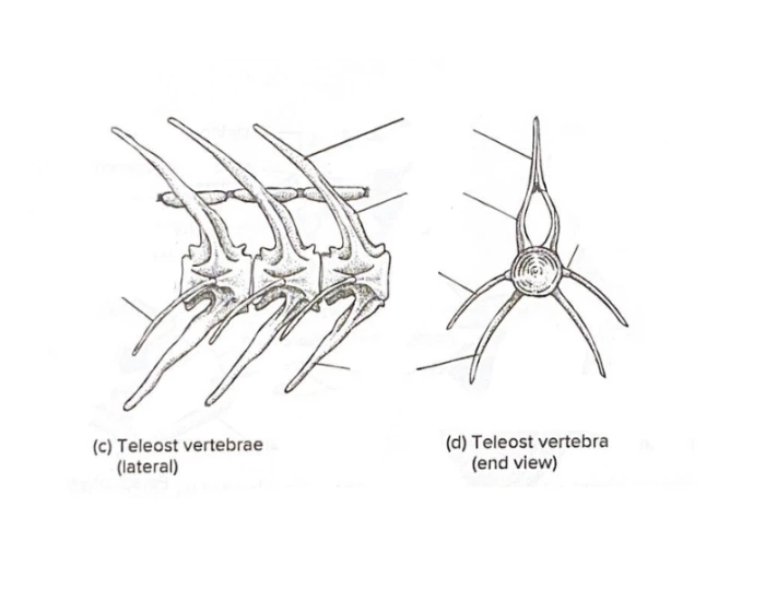 Teleost Vertebrae Quiz