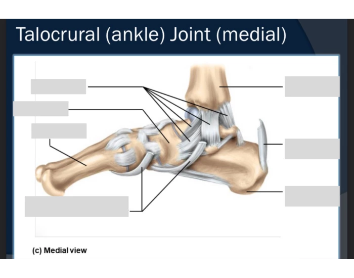 Talocrural Line talocrural (ankle) joint (medial view) Quiz