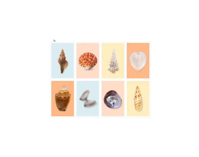 Types of Shells Quiz