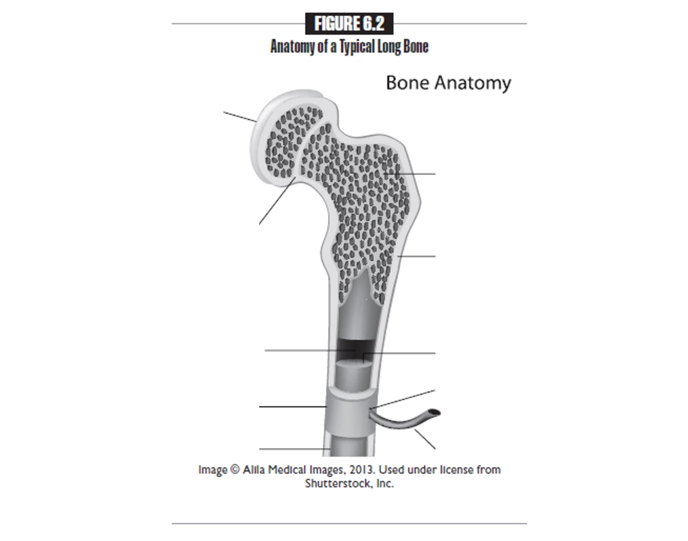 bone anatomy Quiz