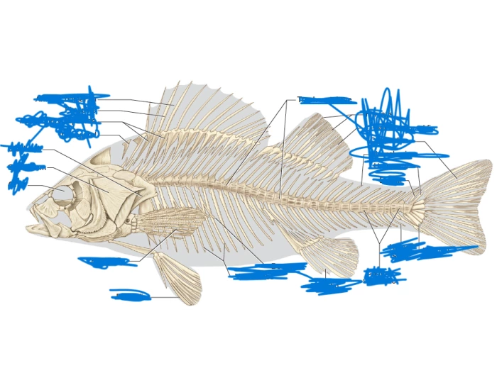 Fish Post Cranial Skeleton Quiz