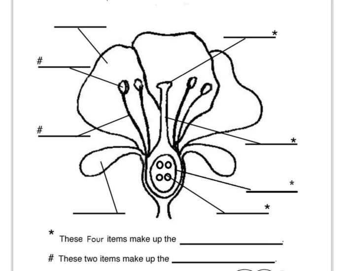 Label The Flower Parts Quiz Label The Flower Parts Quiz