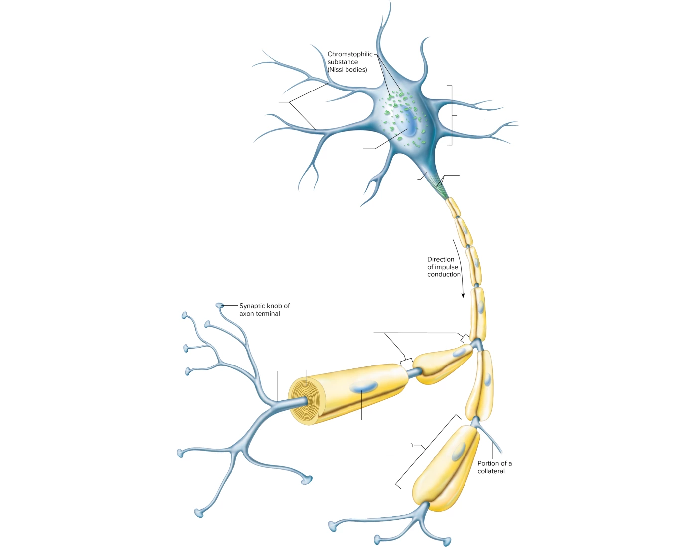 Neuron Anatomy Quiz