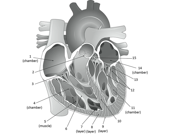 Heart Labeled LAB 5 Quiz
