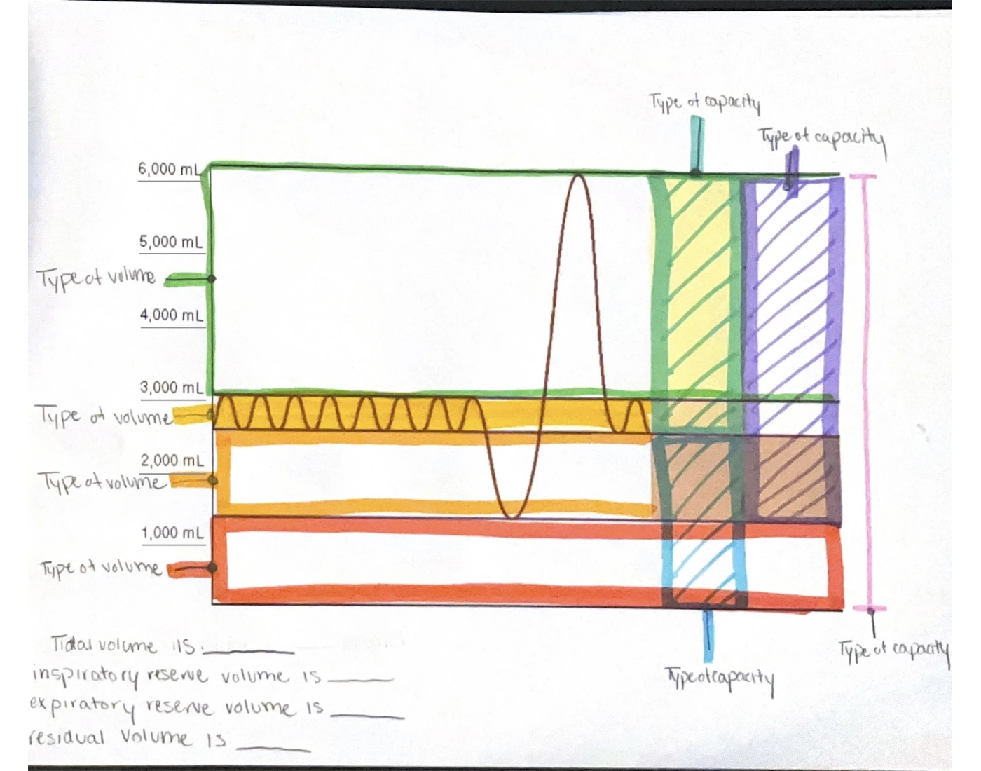 Understanding Spirogram — Printable Worksheet
