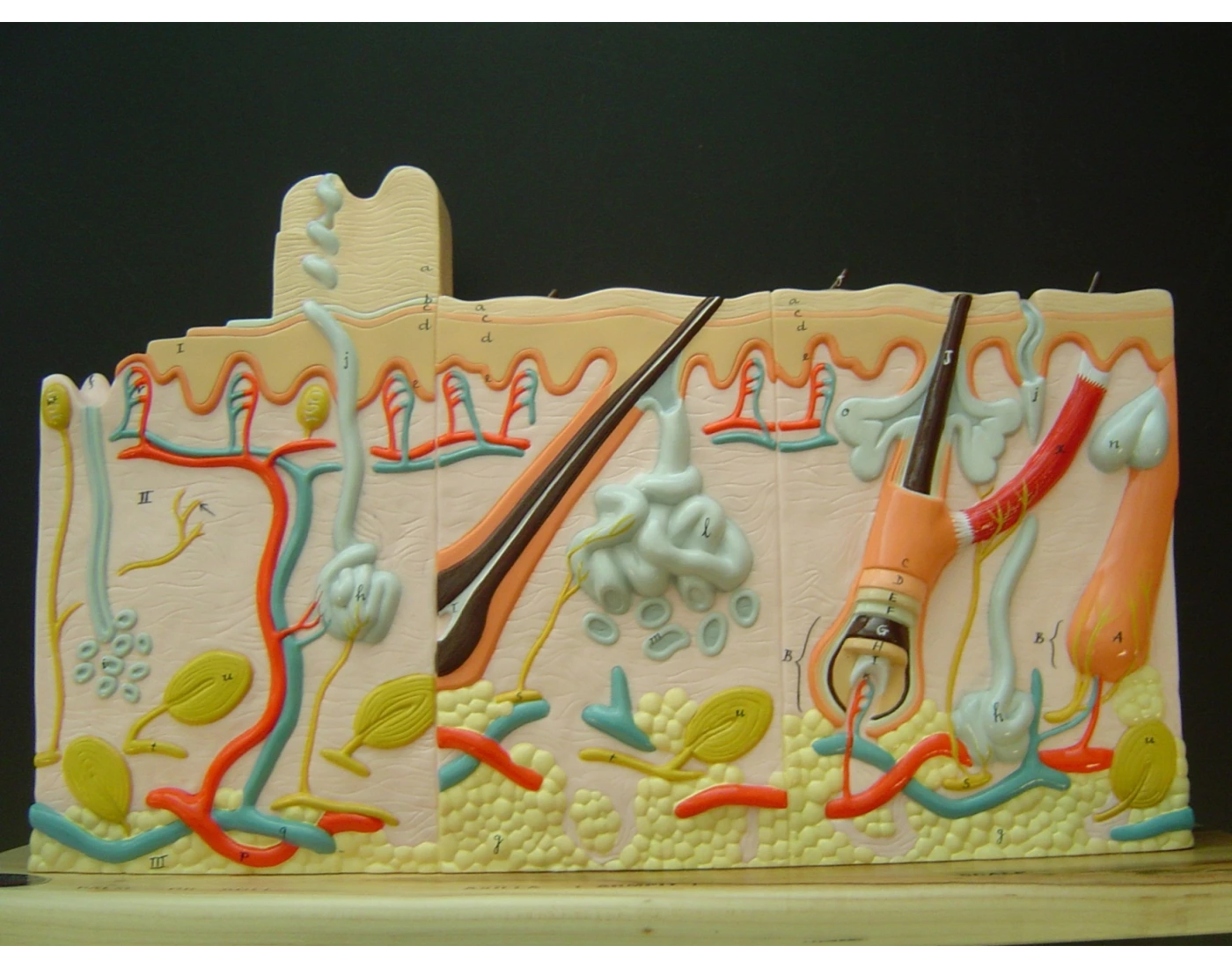 Integumentary System Quiz Integumentary System Quiz