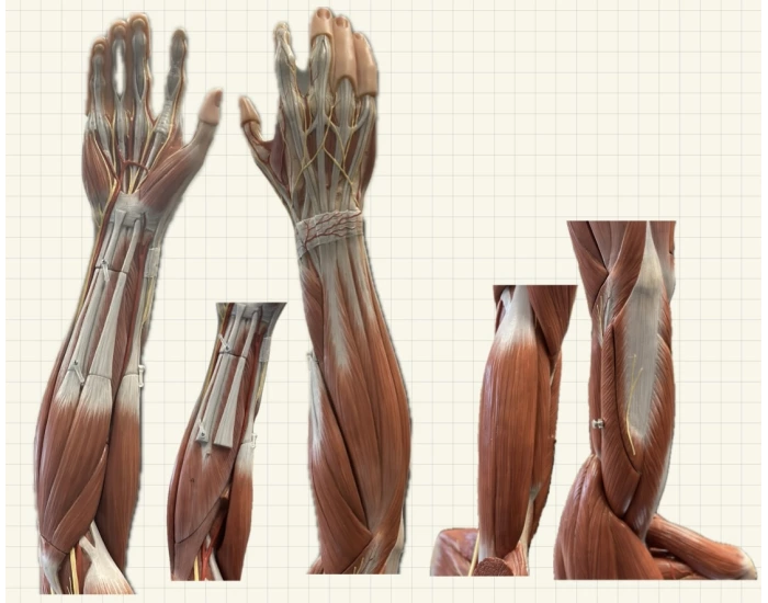 Anatomy Lab Arm Muscles Quiz