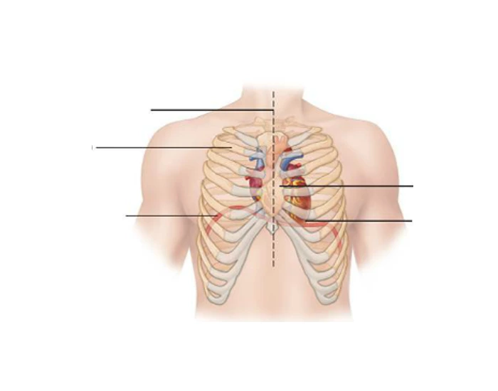 Heart Position Example Heart Position Quiz