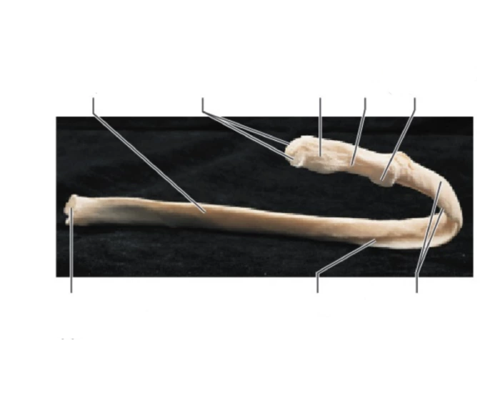 structure of rib — Printable Worksheet