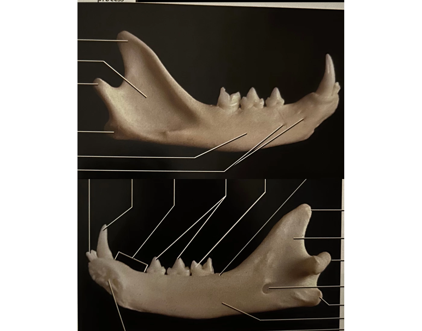 Subangular Dentary Angular Dentary Quiz
