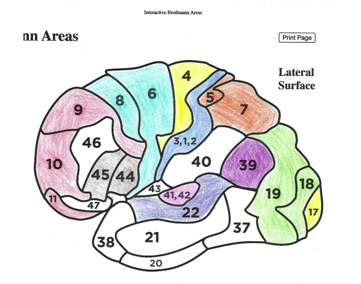 Speech Brodmann's Areas Quiz