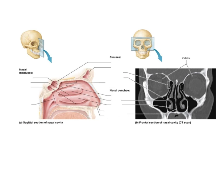 nose and nasal cavity Quiz