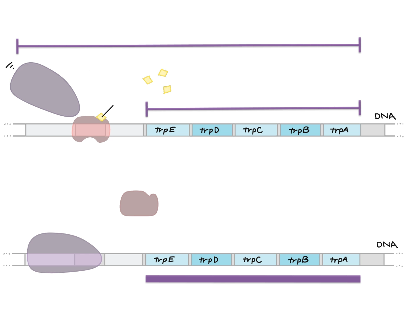 Prokaryotic Gene Regulation: trp operon Quiz