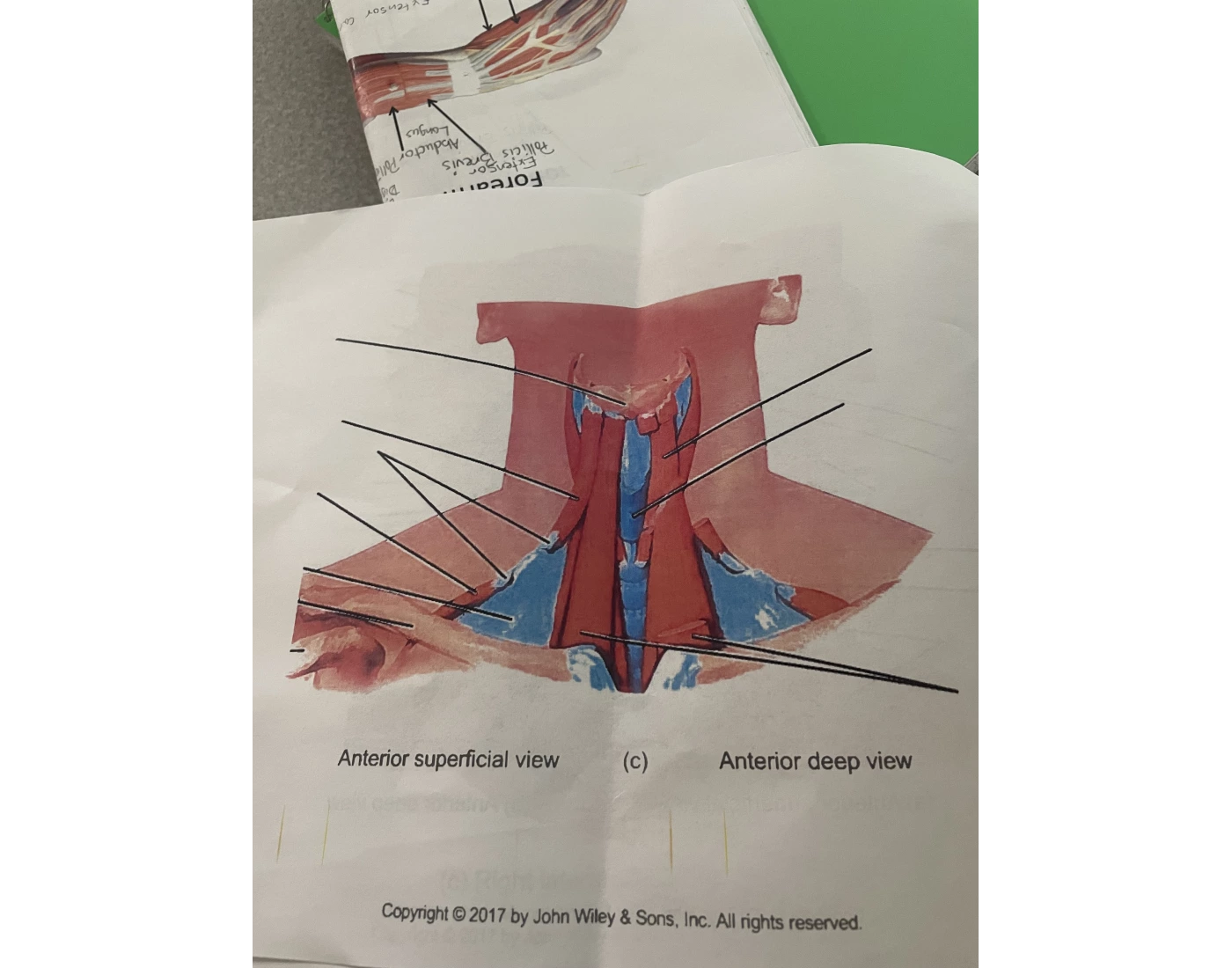 Superficial muscles of neck
