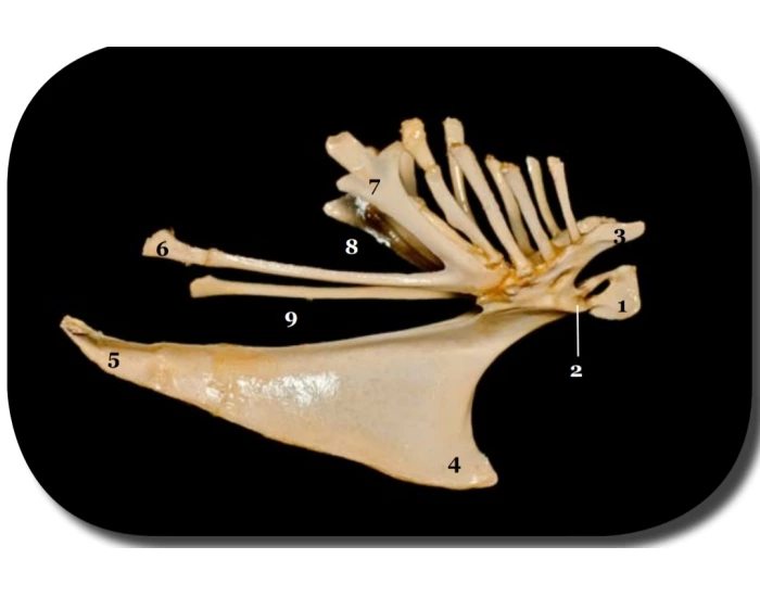 Sternum of a chicken Quiz
