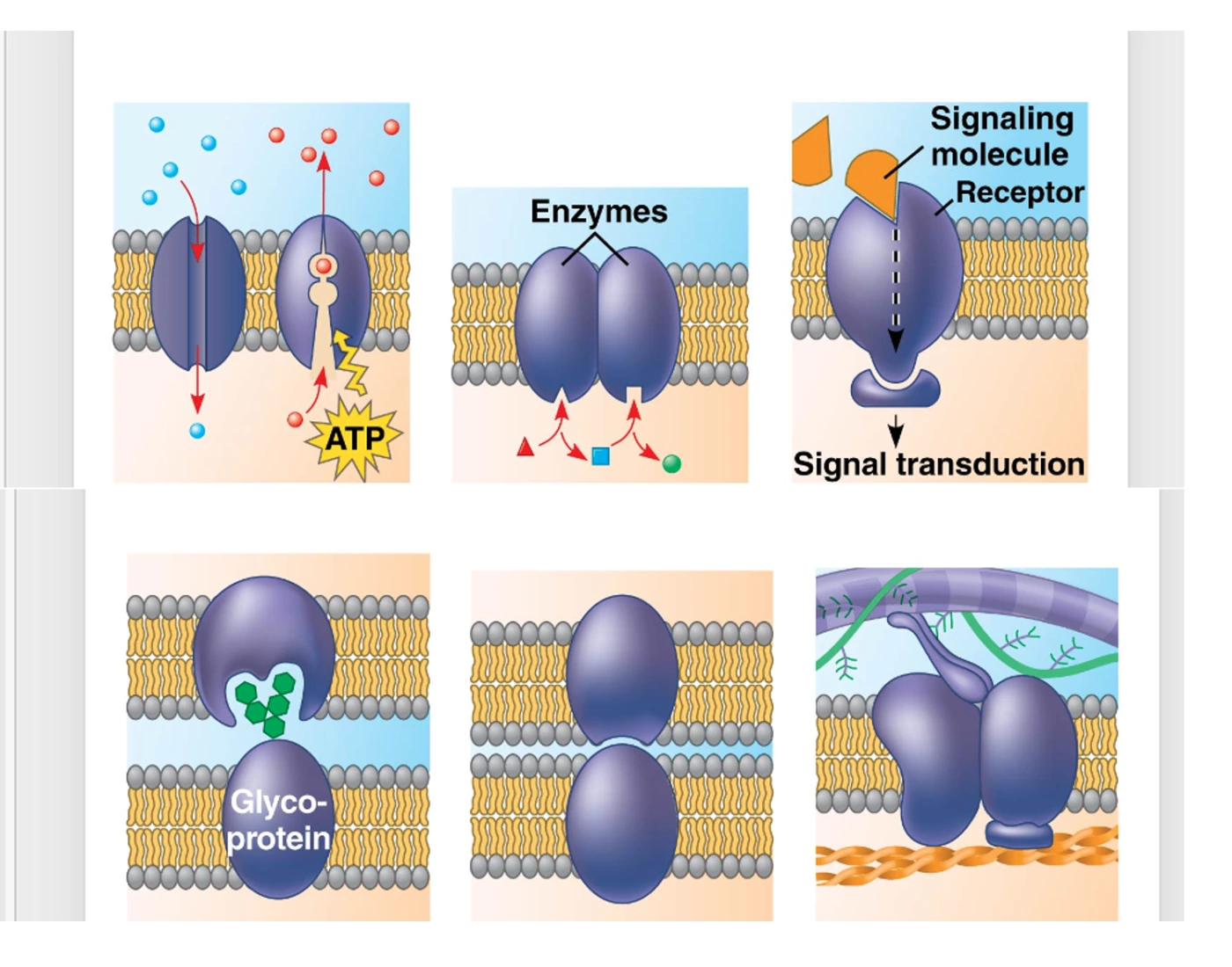 what are the major functions of membrane proteins