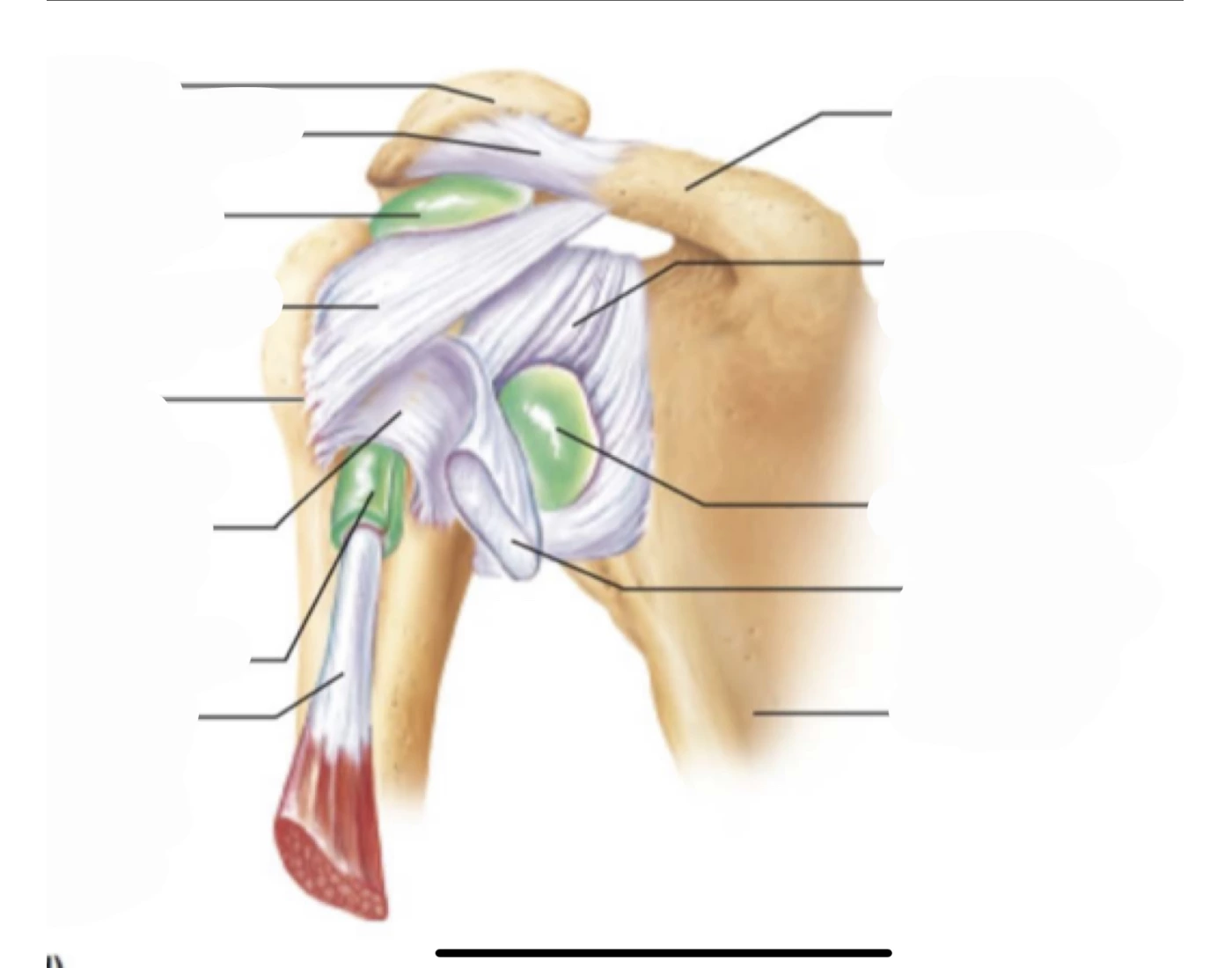 Shouldering Example Computer Shoulder Quiz
