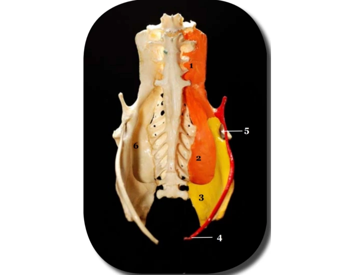 Chicken Rear Spine Caudal part of the chicken spine with pelvis,ventr Quiz