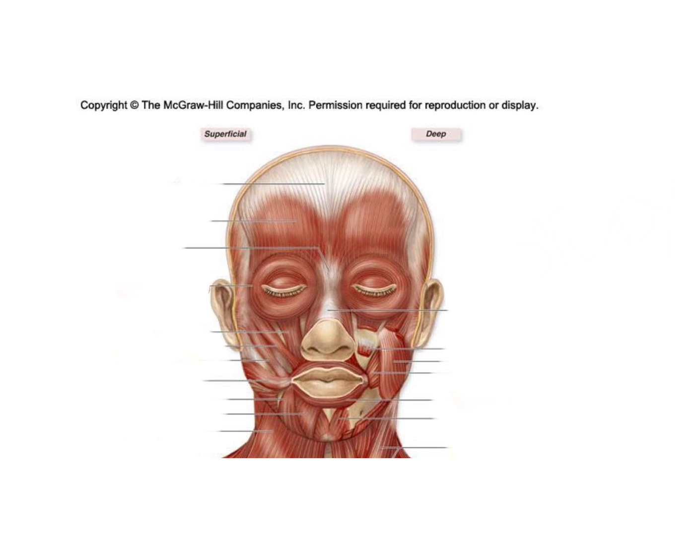 Label the muscles of facial expression — Printable Worksheet