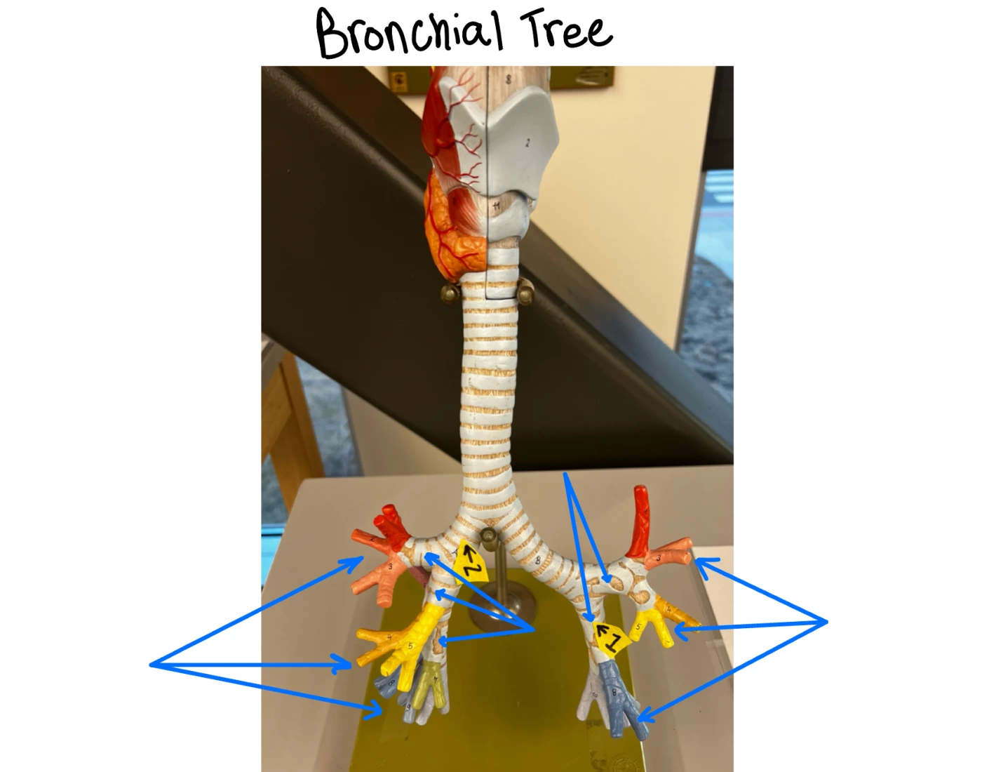 Bronchial Tree Printable Worksheet