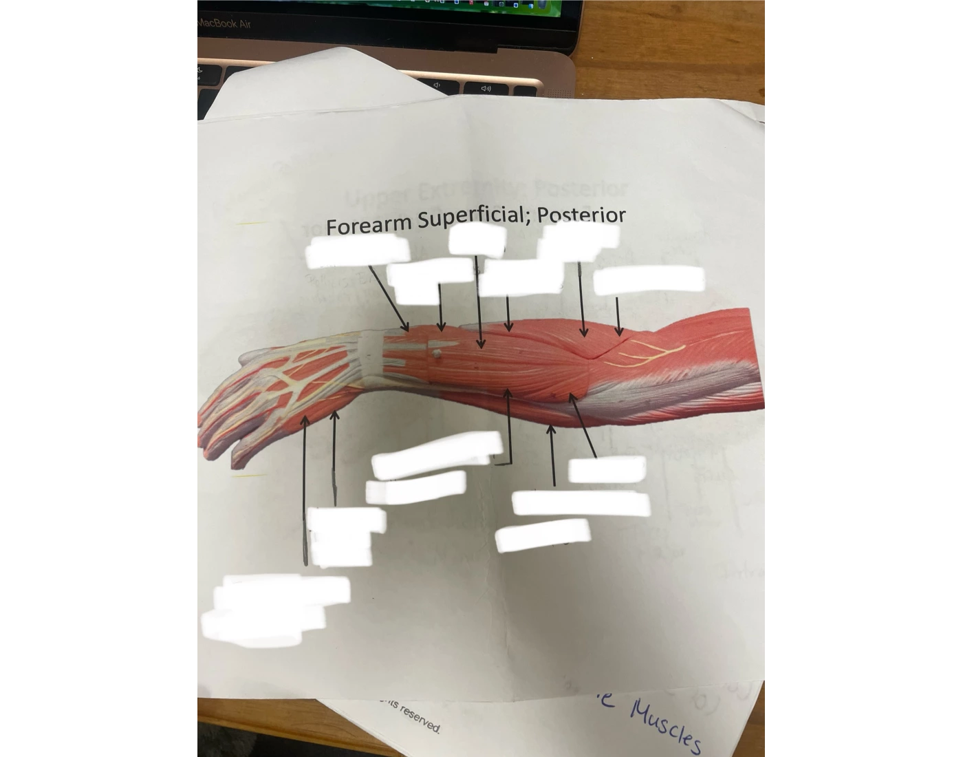 Forearm Outside Clean Muscles of the Forearm (outside) Quiz