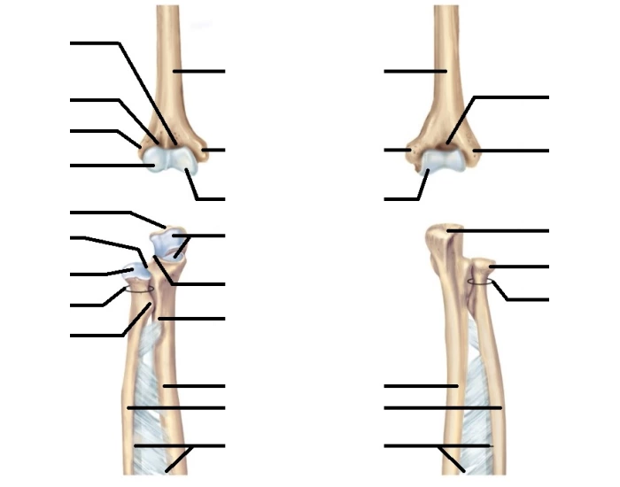 Humerus (Ulna and Radius) P2 — Printable Worksheet