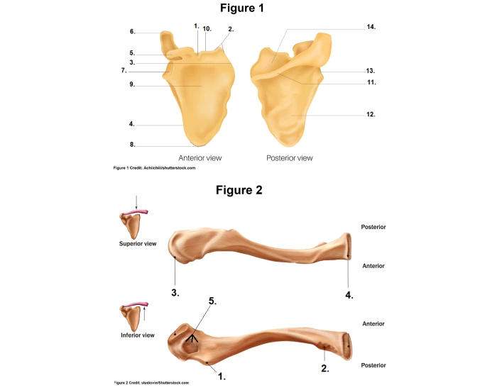 Bones of the Pectoral Girdle Quiz