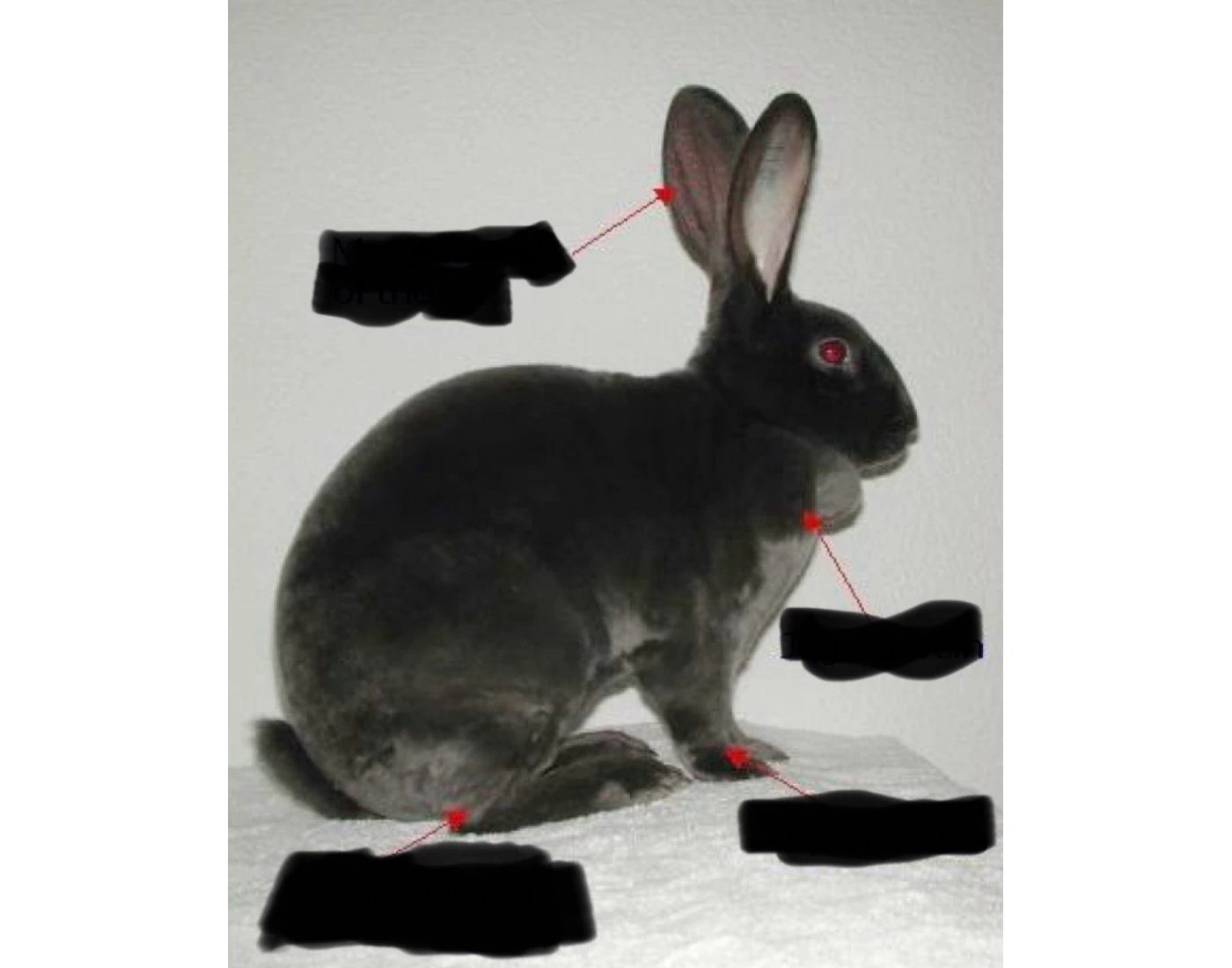 4 main venipuncture sites of rabbit Quiz