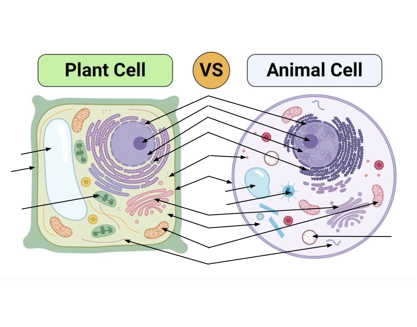 Cell Questions Plant & Animal Cell Organelle Practice Quiz