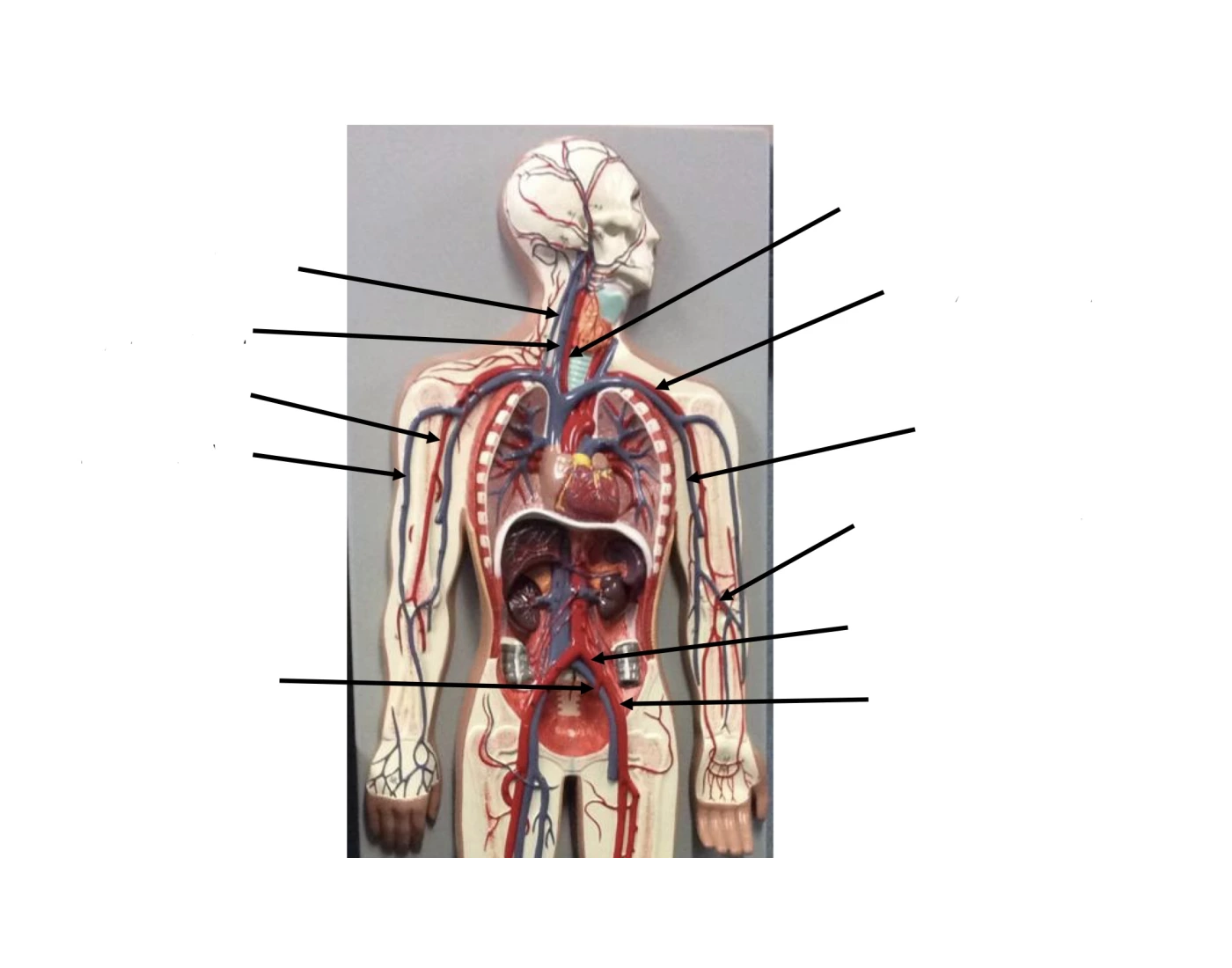 More Arteries Veins Printable Worksheet