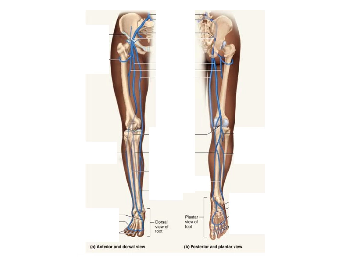 Major Leg Veins Quiz